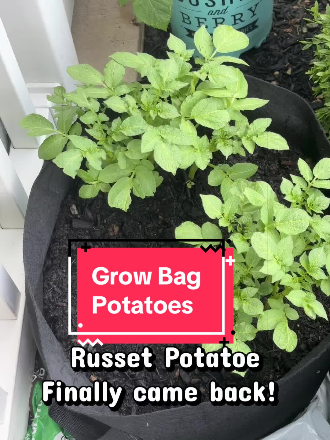 @greengirlgardens