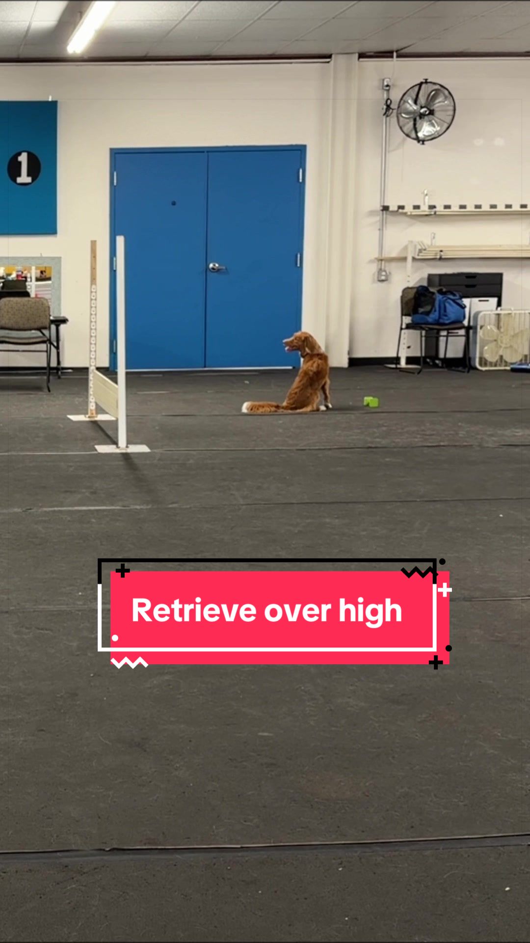 @Laura Waudby - Dog Sports