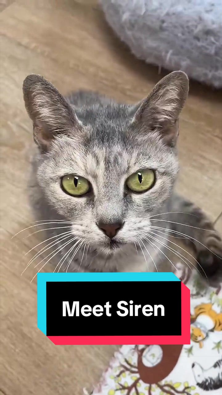 @The Cattery