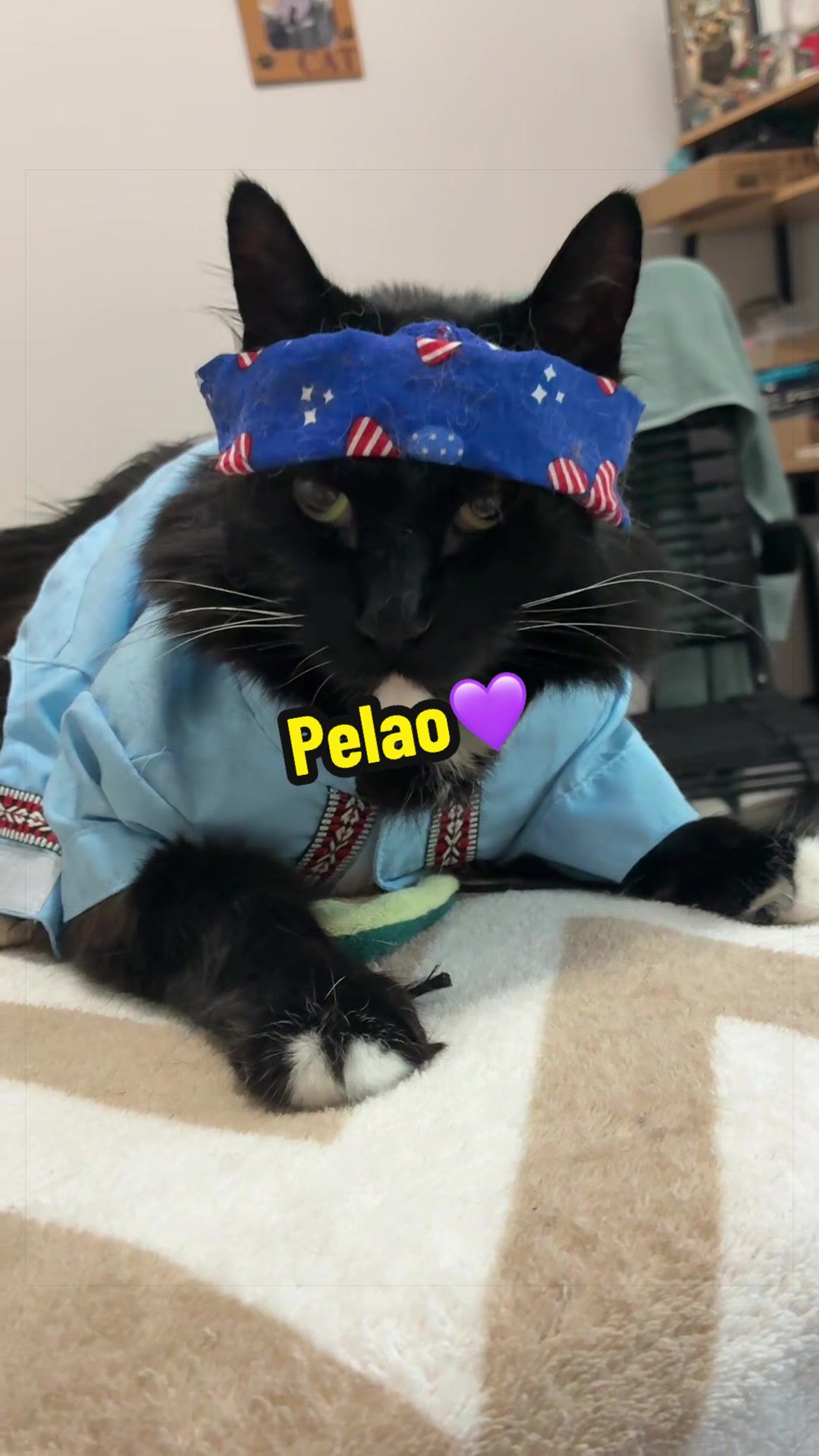 @🦖 MEOWassic CAT😺