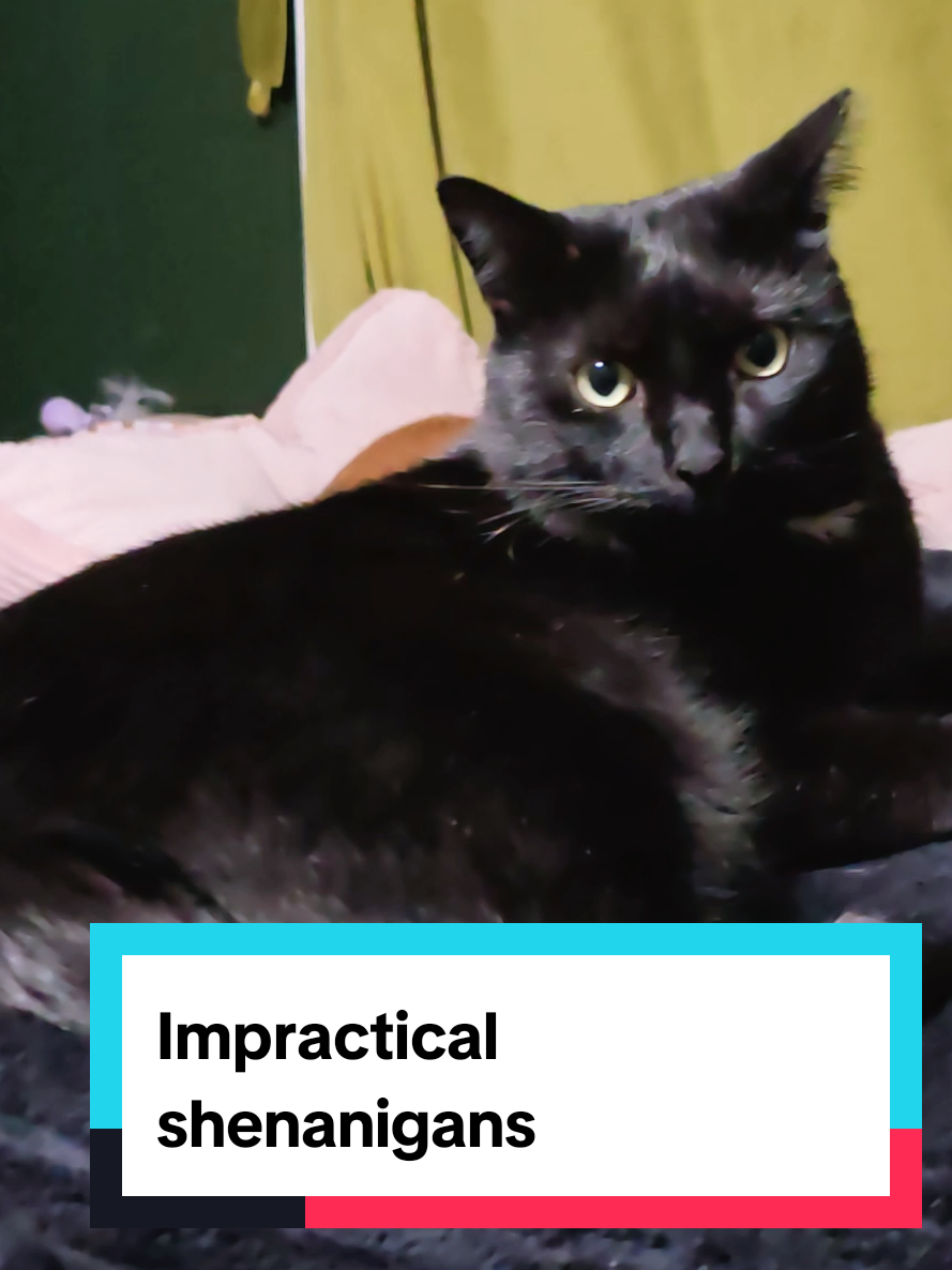 @🌻🐈&zwj;⬛ Ally 📚🦇