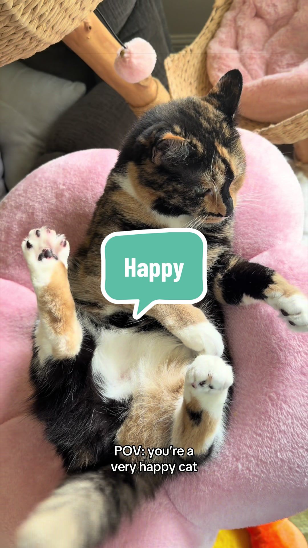 @SnickersTheSmilingCat