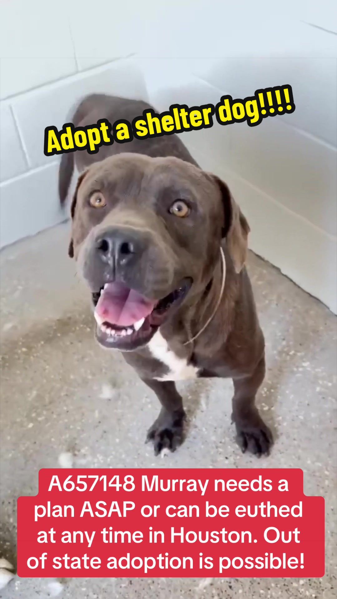 @Rescue Dog Army