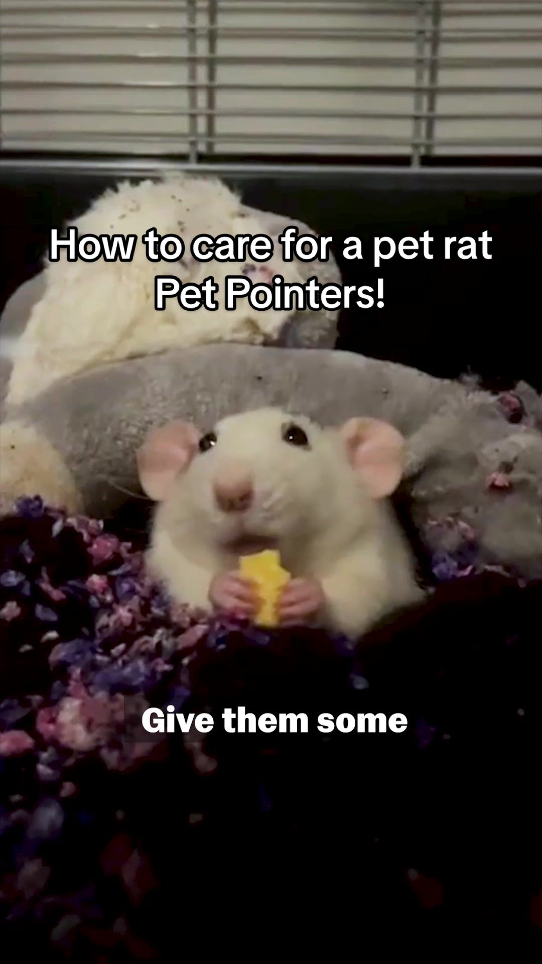 @The Pet Collective