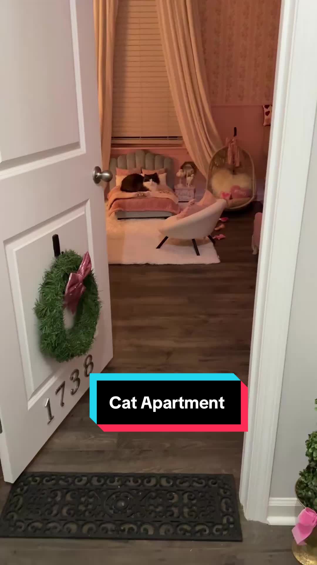 @Meredith Ragdoll Cat
