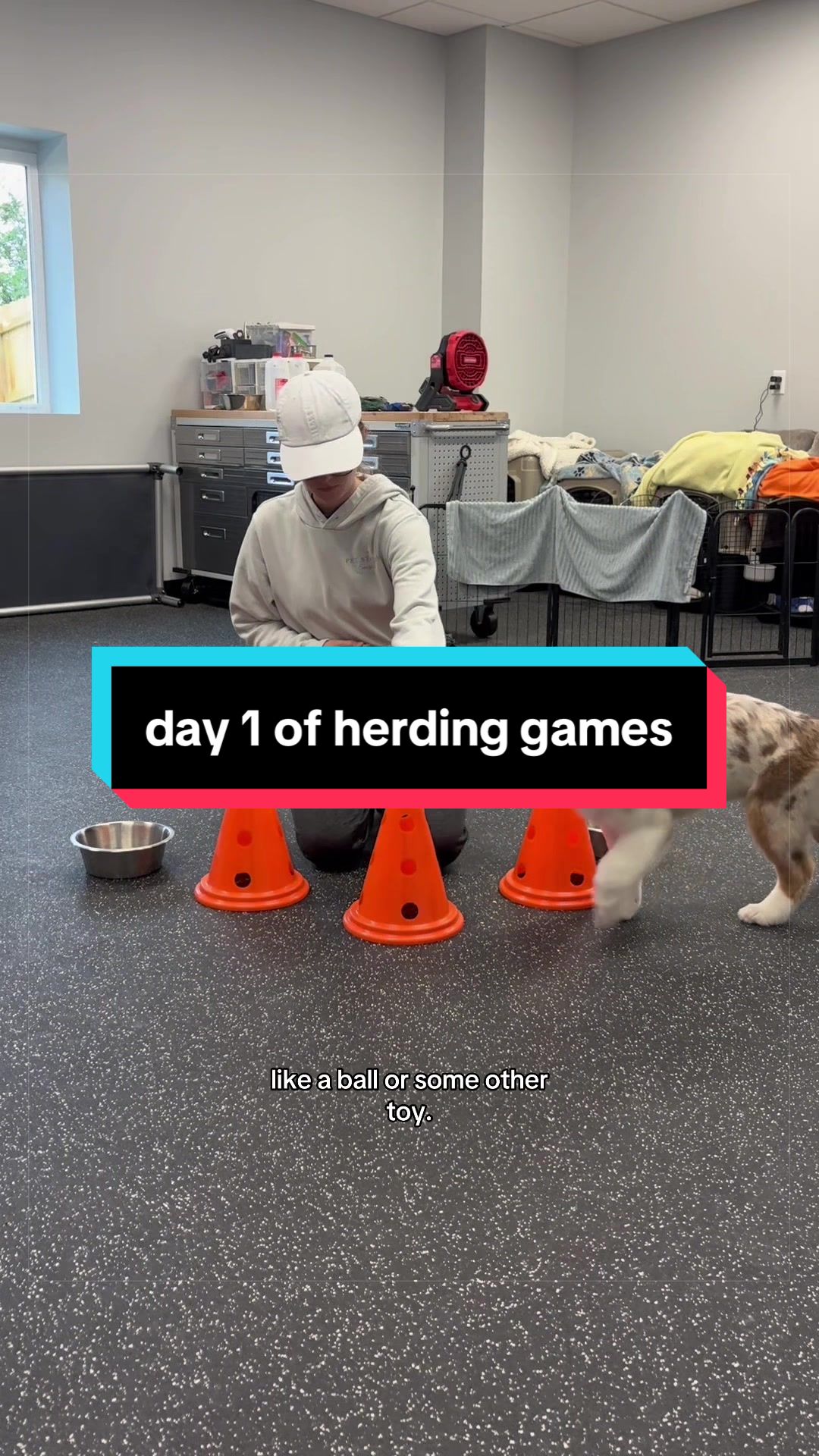 @Beck | Kentucky Dog Trainer