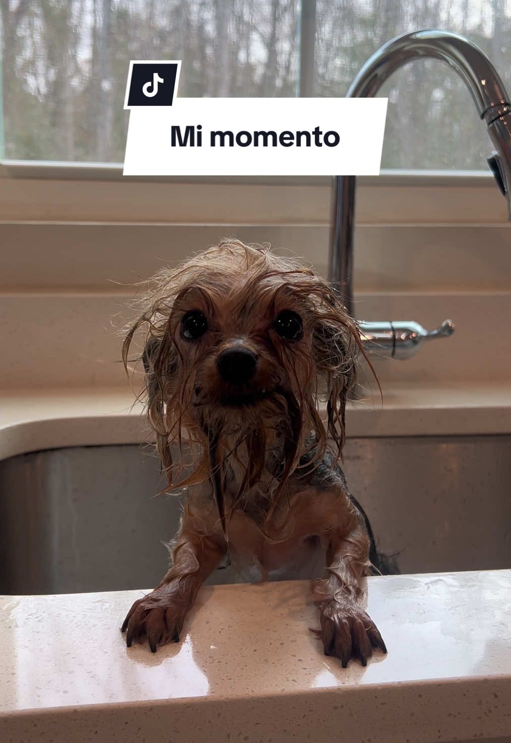 @Dobby_elchihuahua