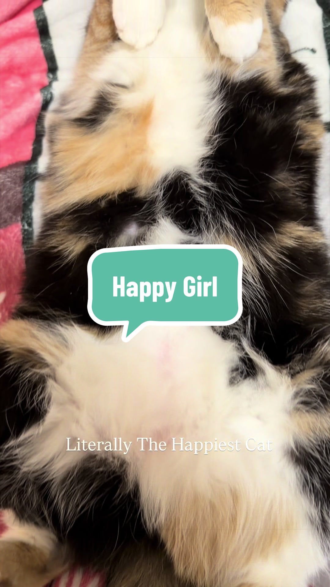 @SnickersTheSmilingCat