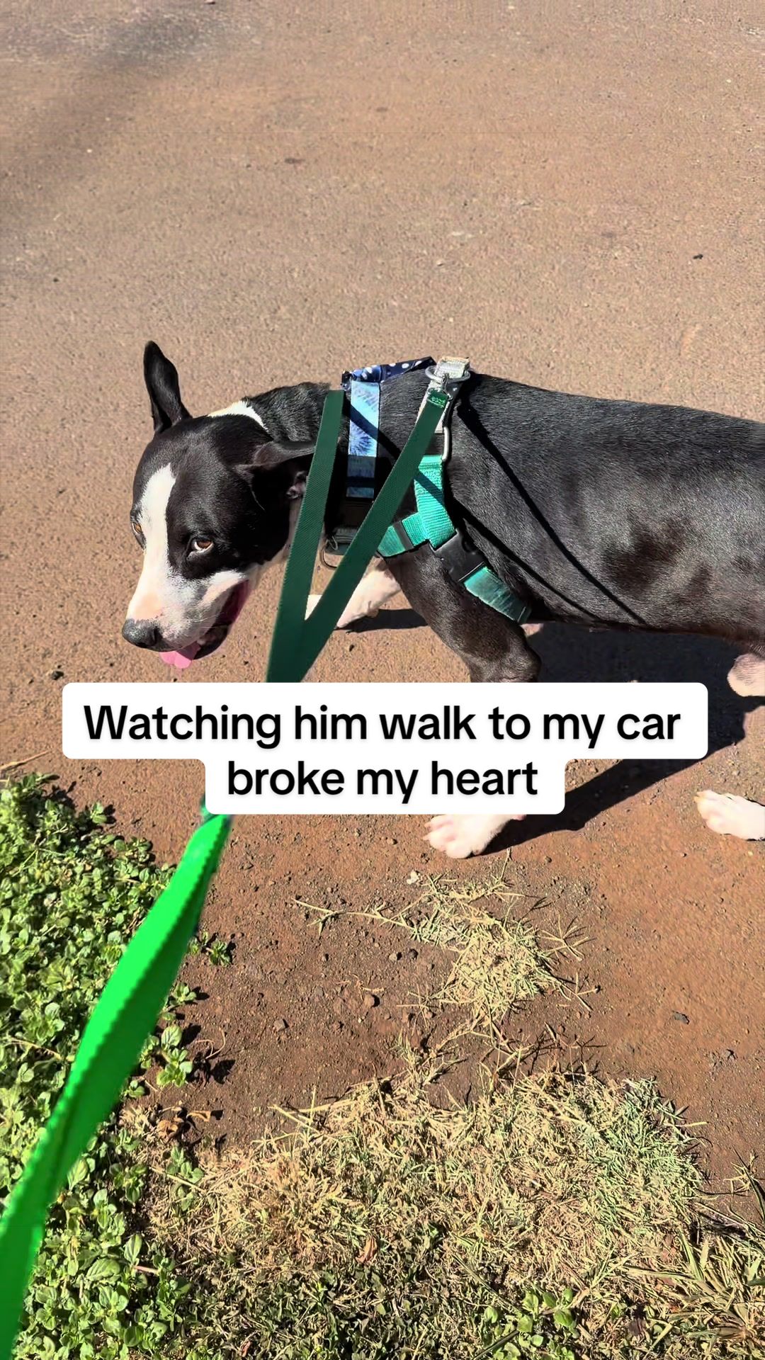 @Cassondra | Maui Shelter Dogs