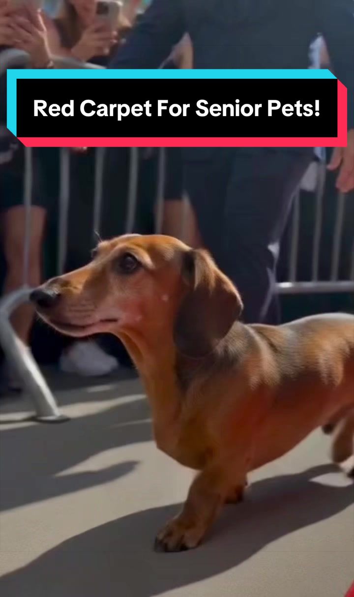@dr.adam_christman_Veterinarian