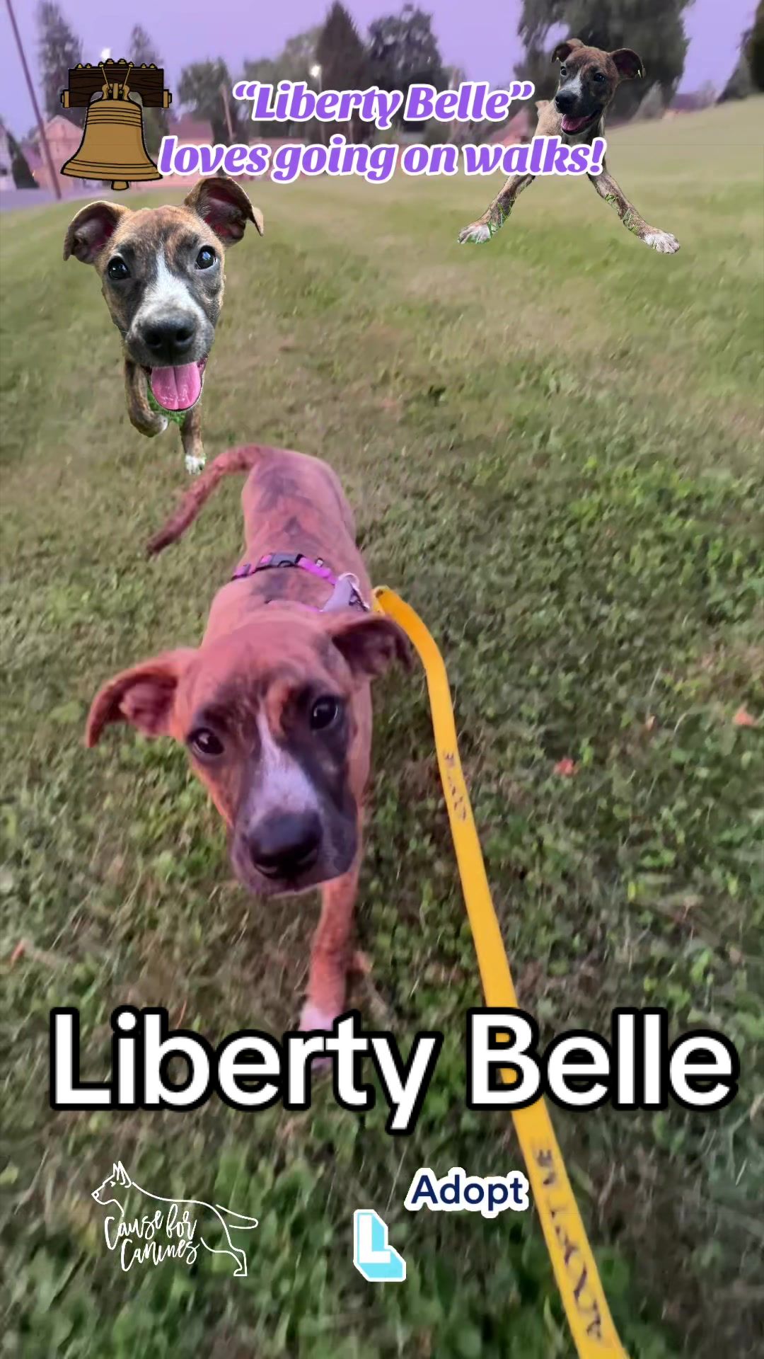 @causeforcaninesrescue
