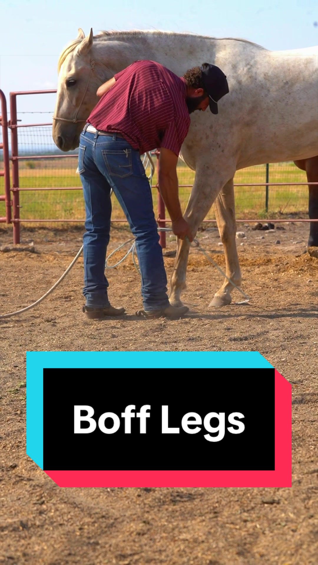 @WS Horses