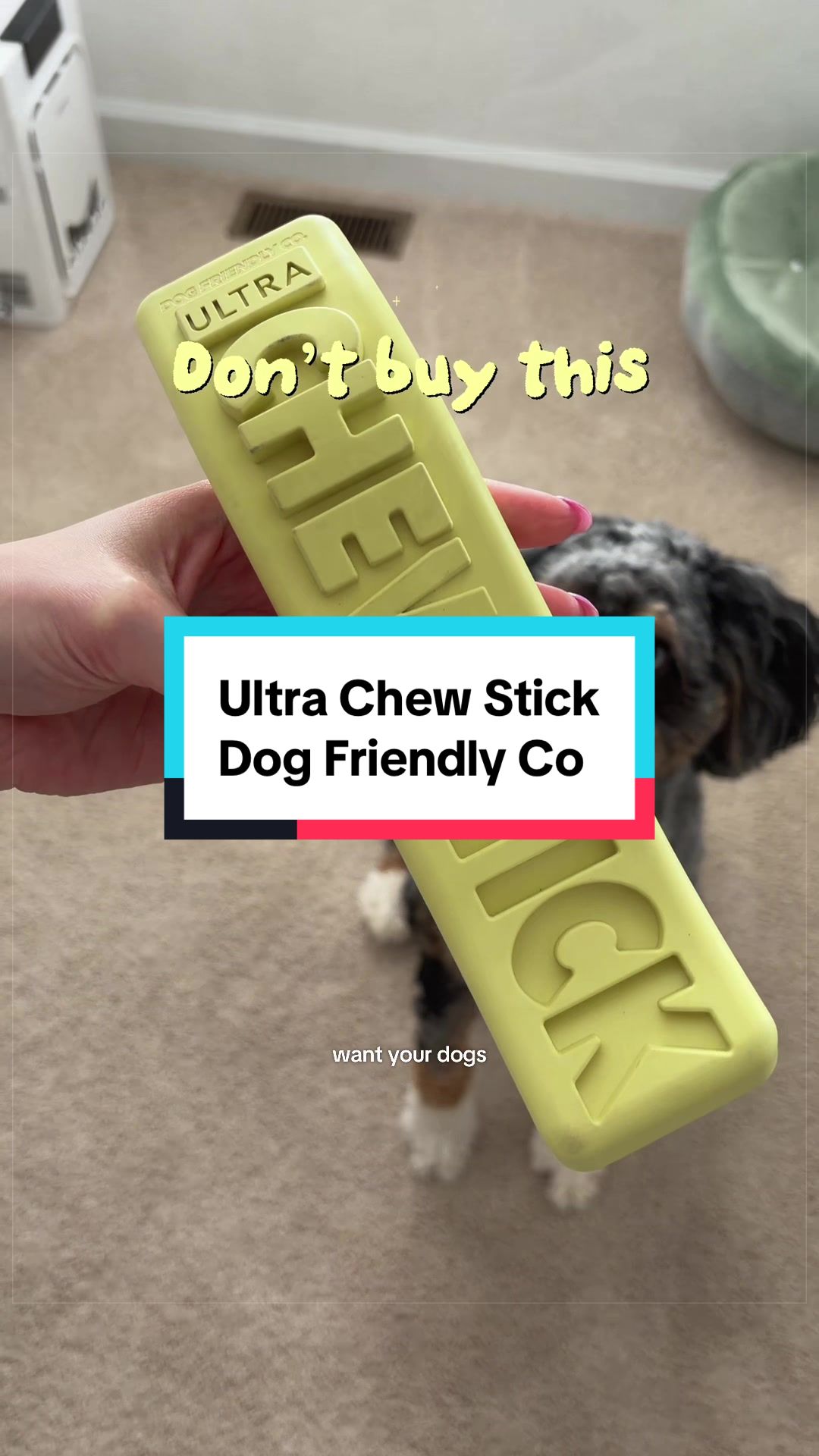 @Archie The Bernedoodle
