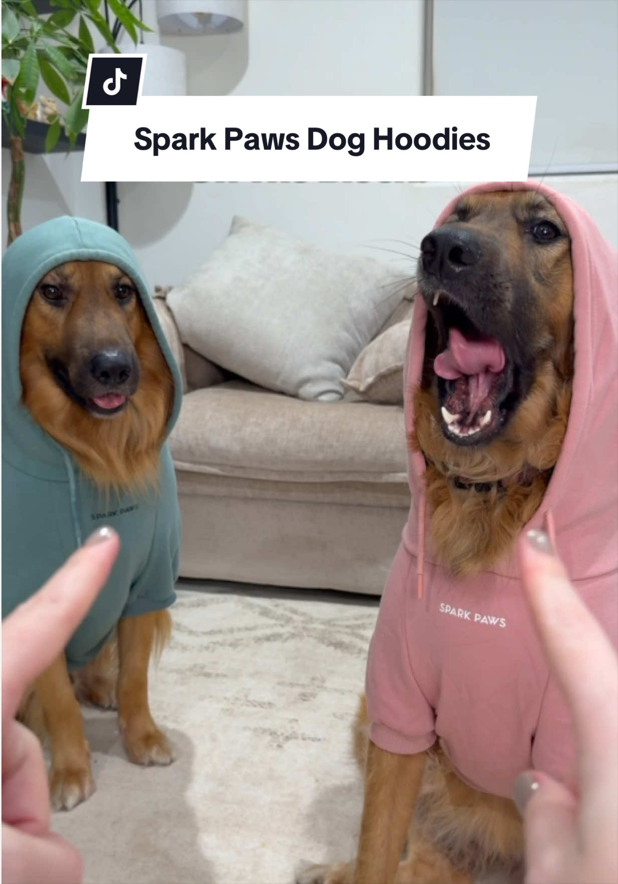 @lifewithgoldenshepherds