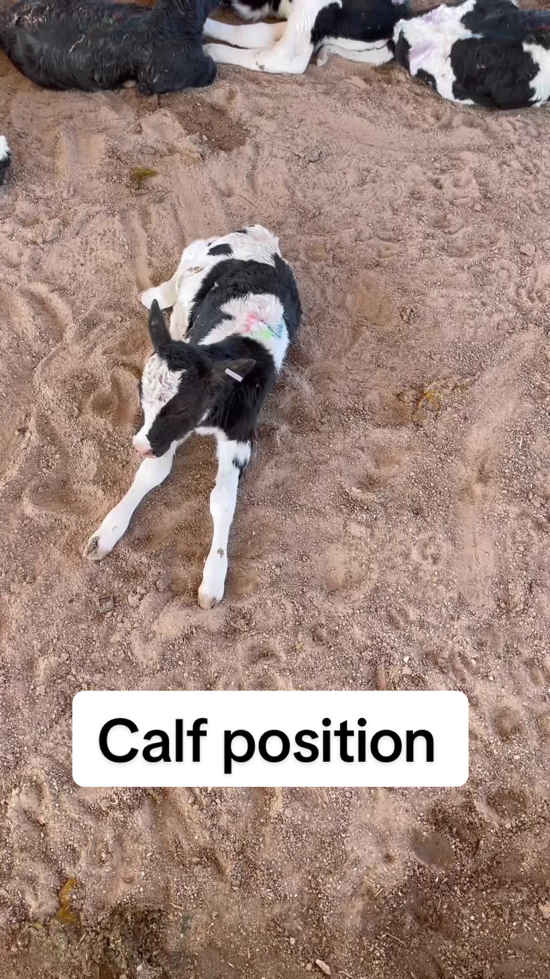 @Dairy Vet Dr. Michelle