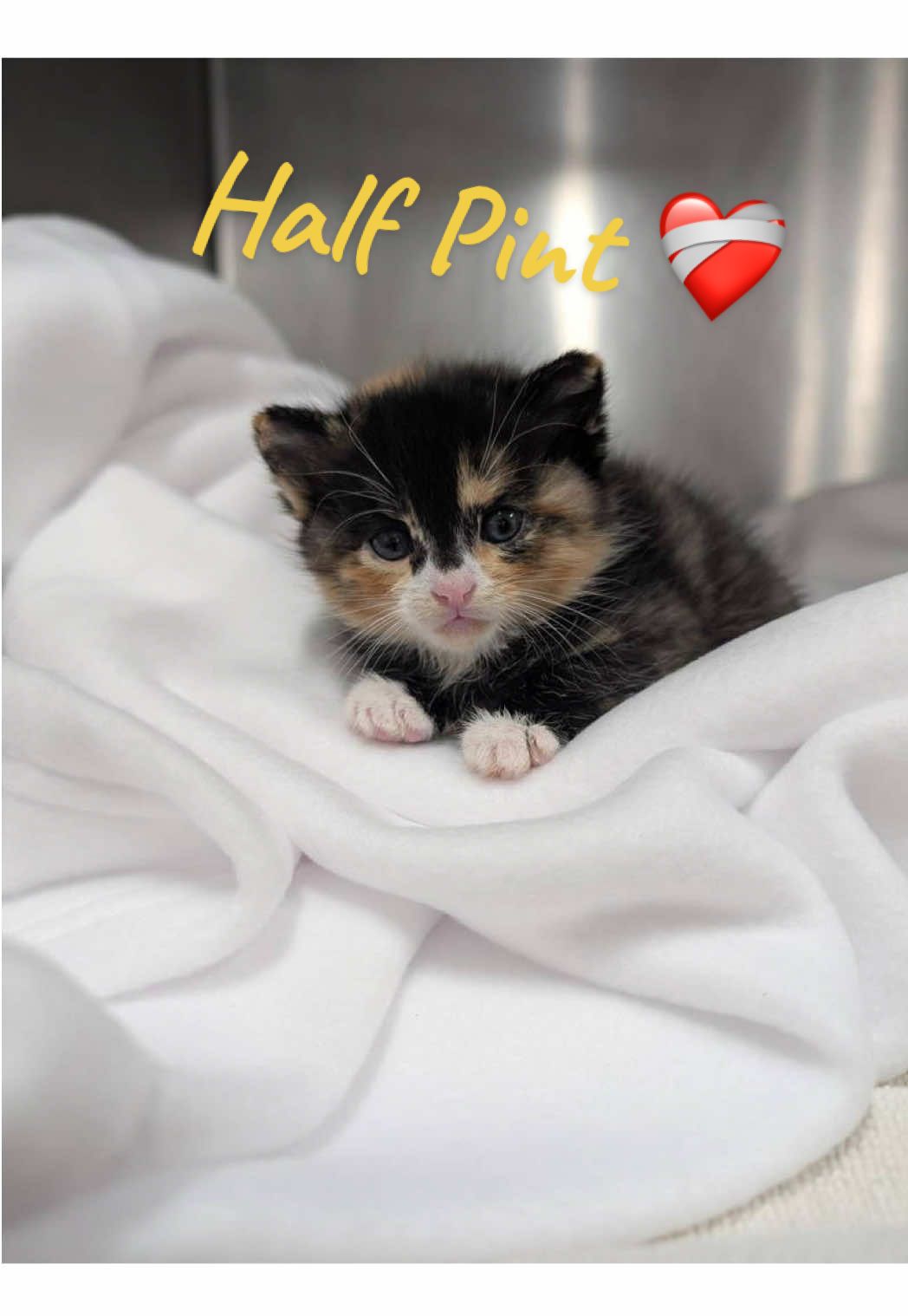 @Fancy Cats Rescue Team