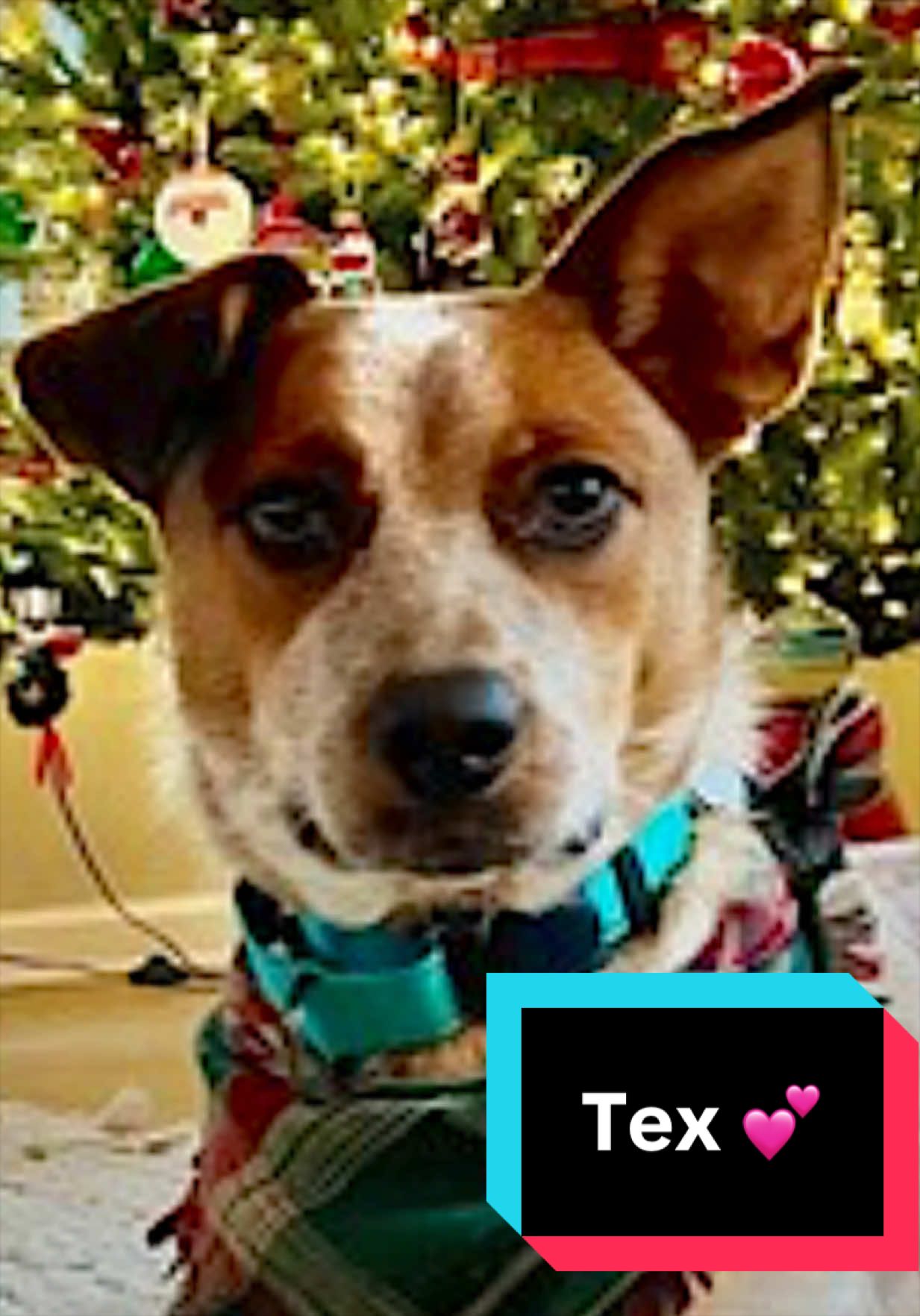 @Joyful Pets
