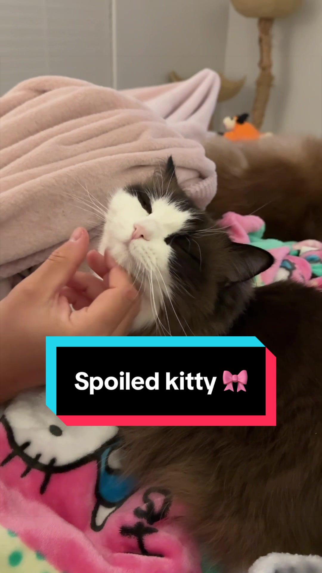 @Meredith Ragdoll Cat