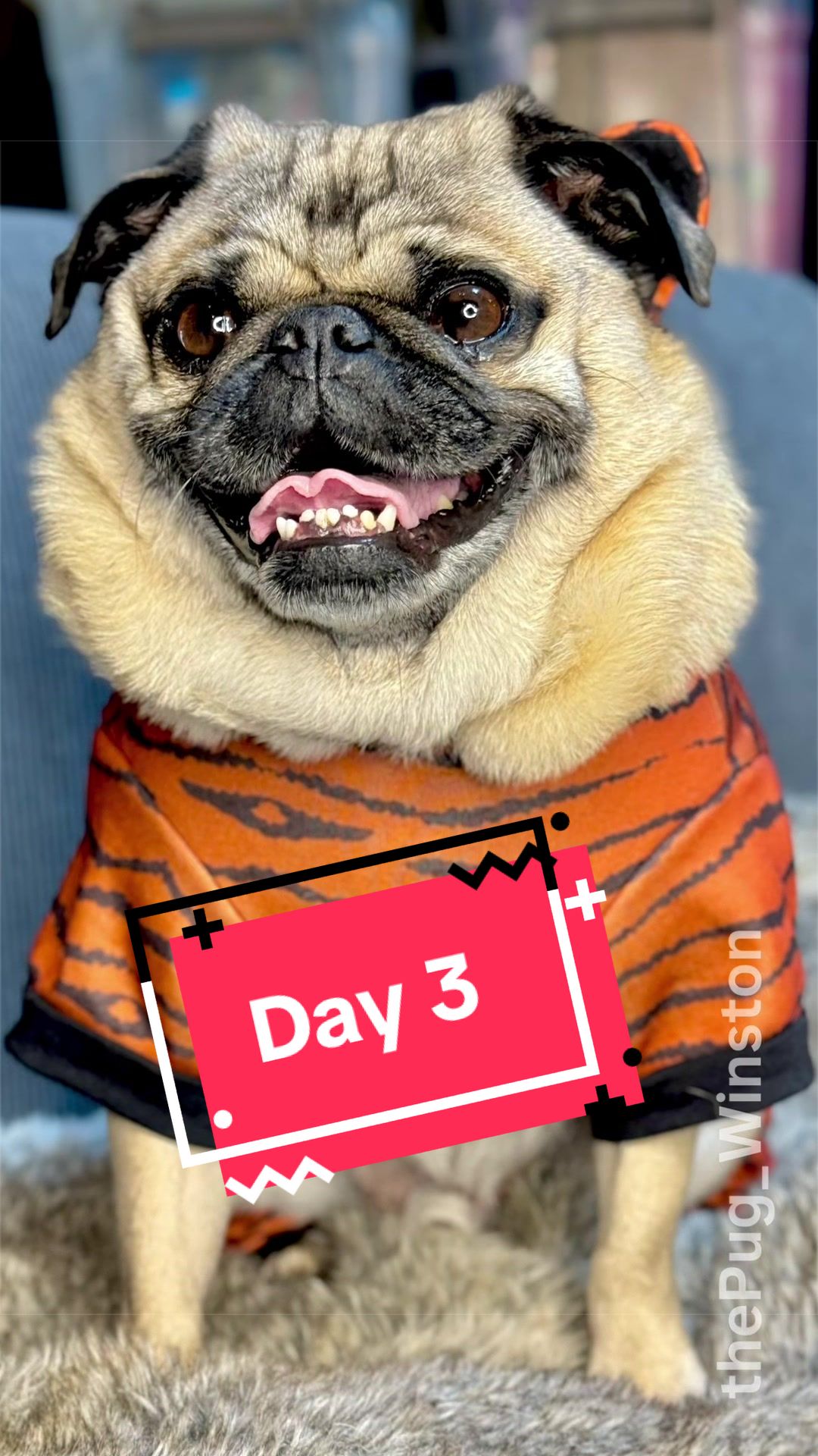 @Winston the Pug