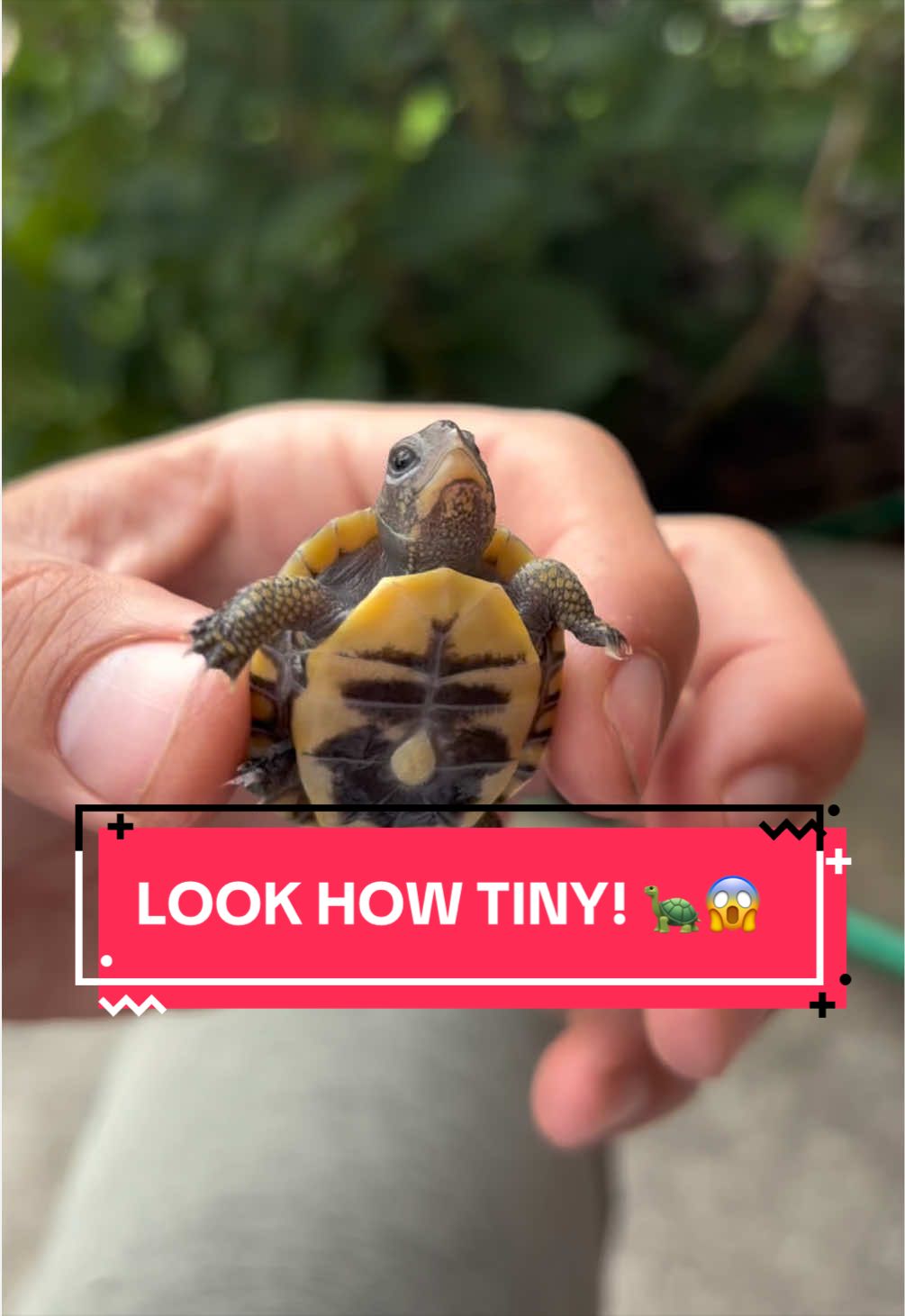 @Eastern Box Turtle