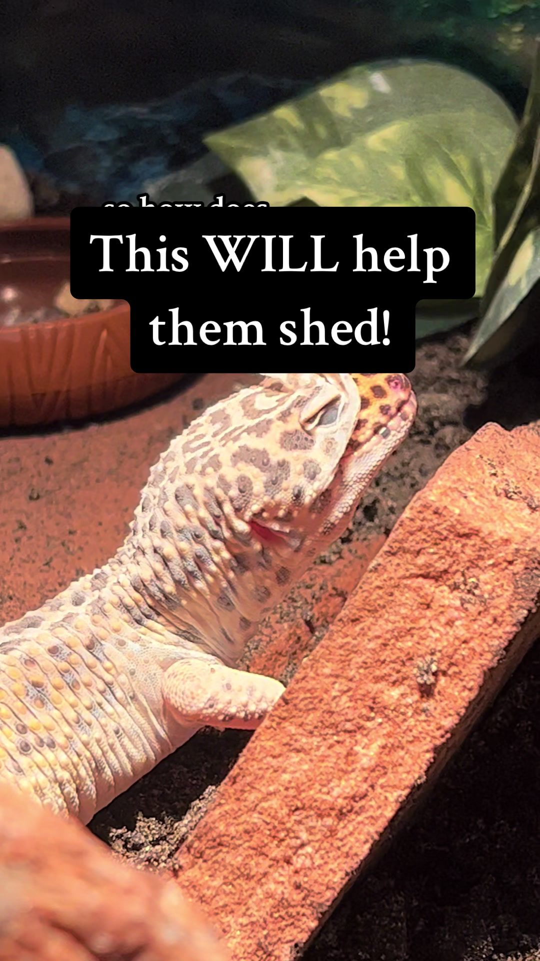 @Sydney | Leopard Gecko Nerd🦎