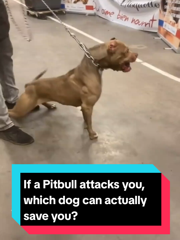 @The pet post