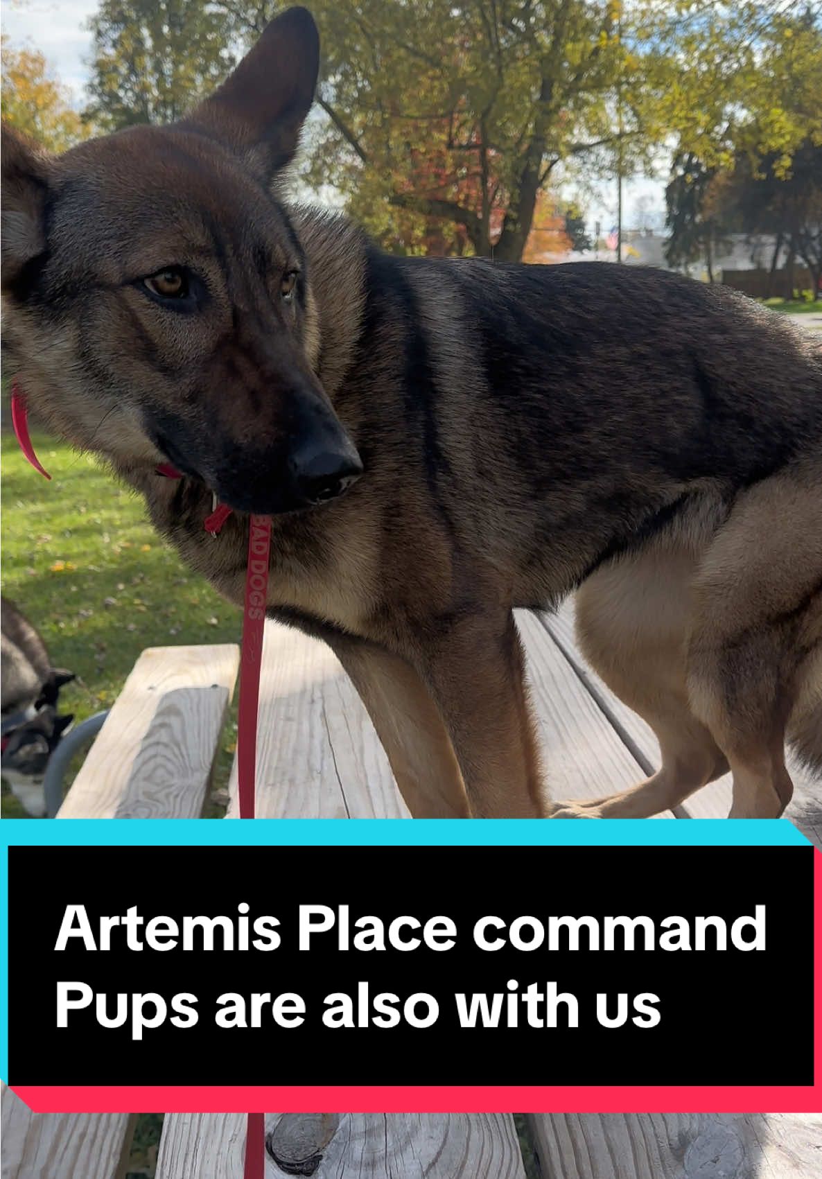@Fully Unleashed K9 Training