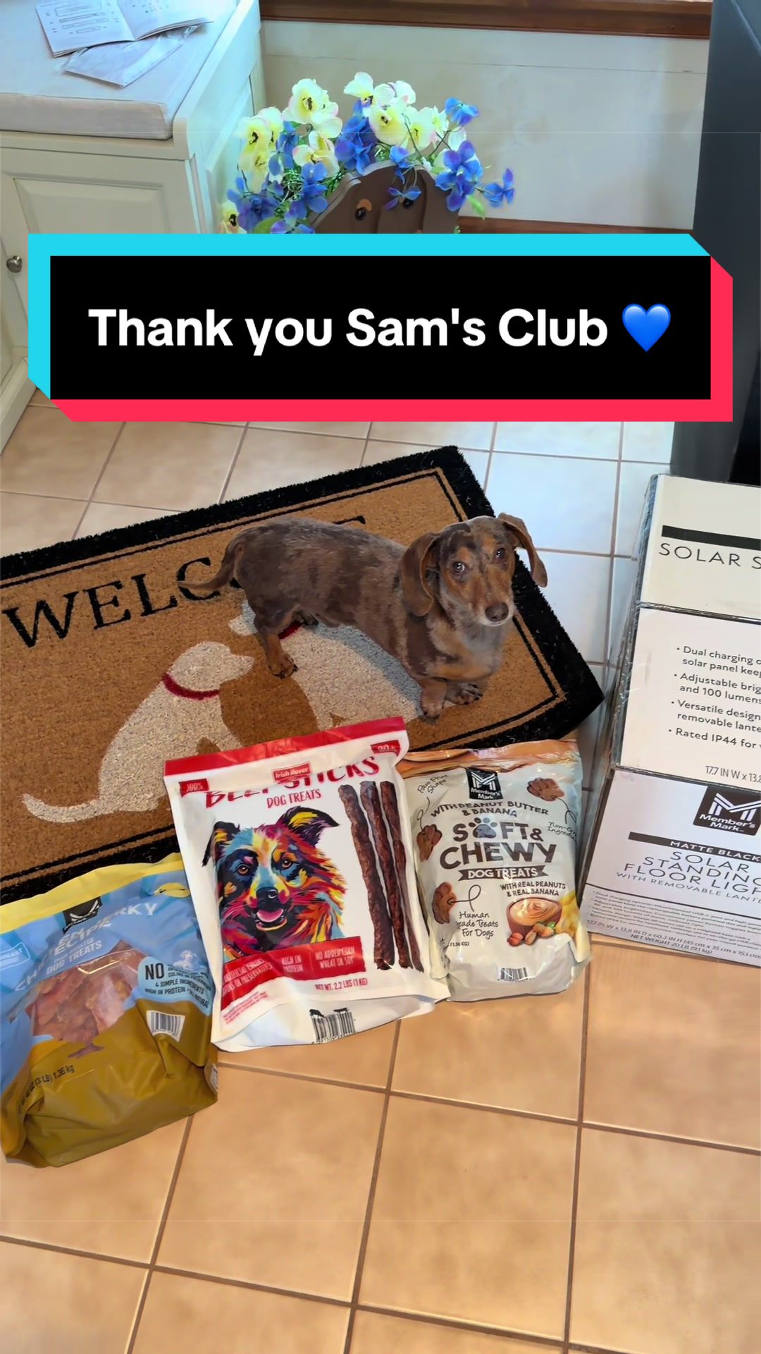 @NormanTheWienerDog