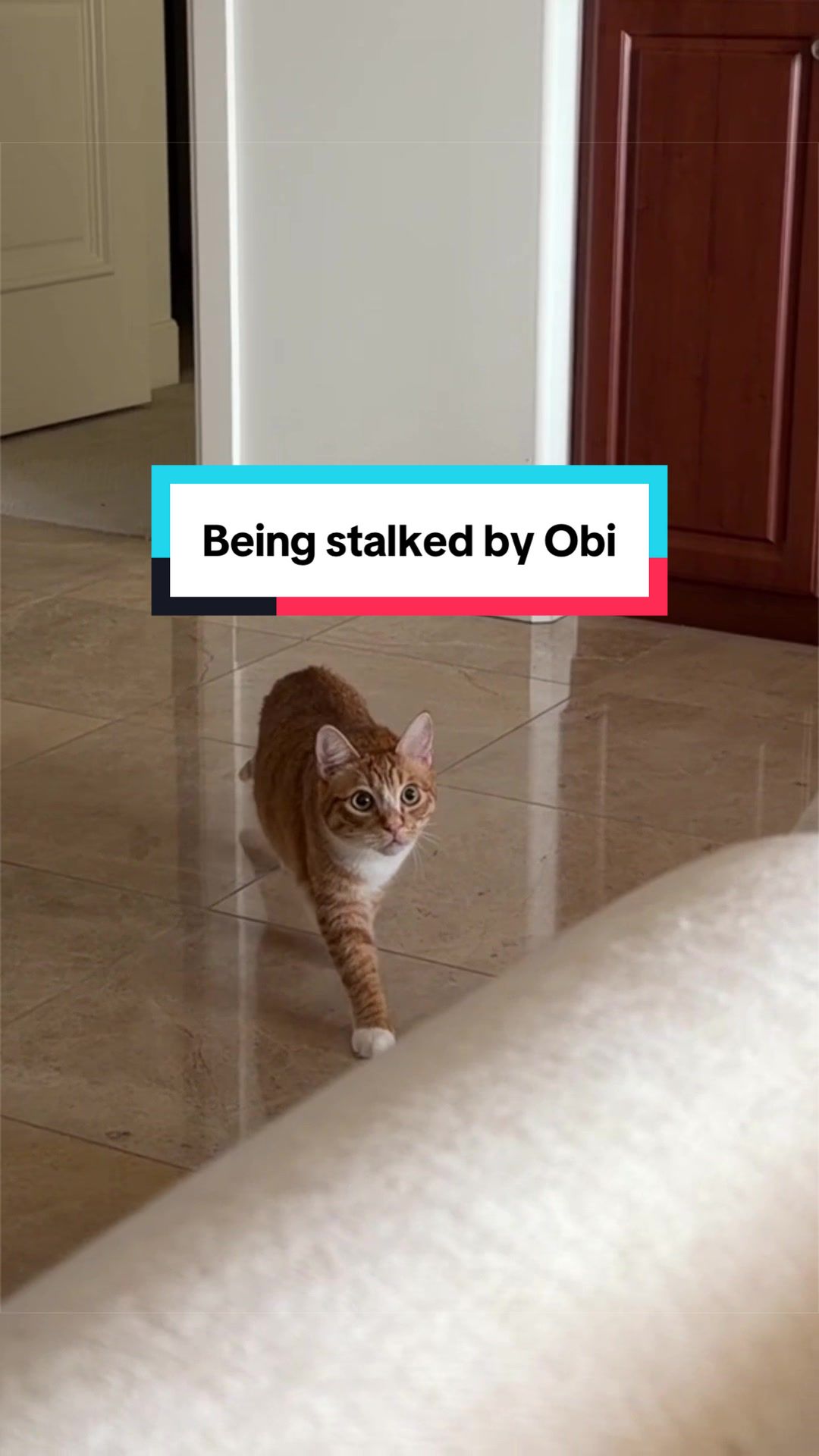 @Mariah | Cat Mom