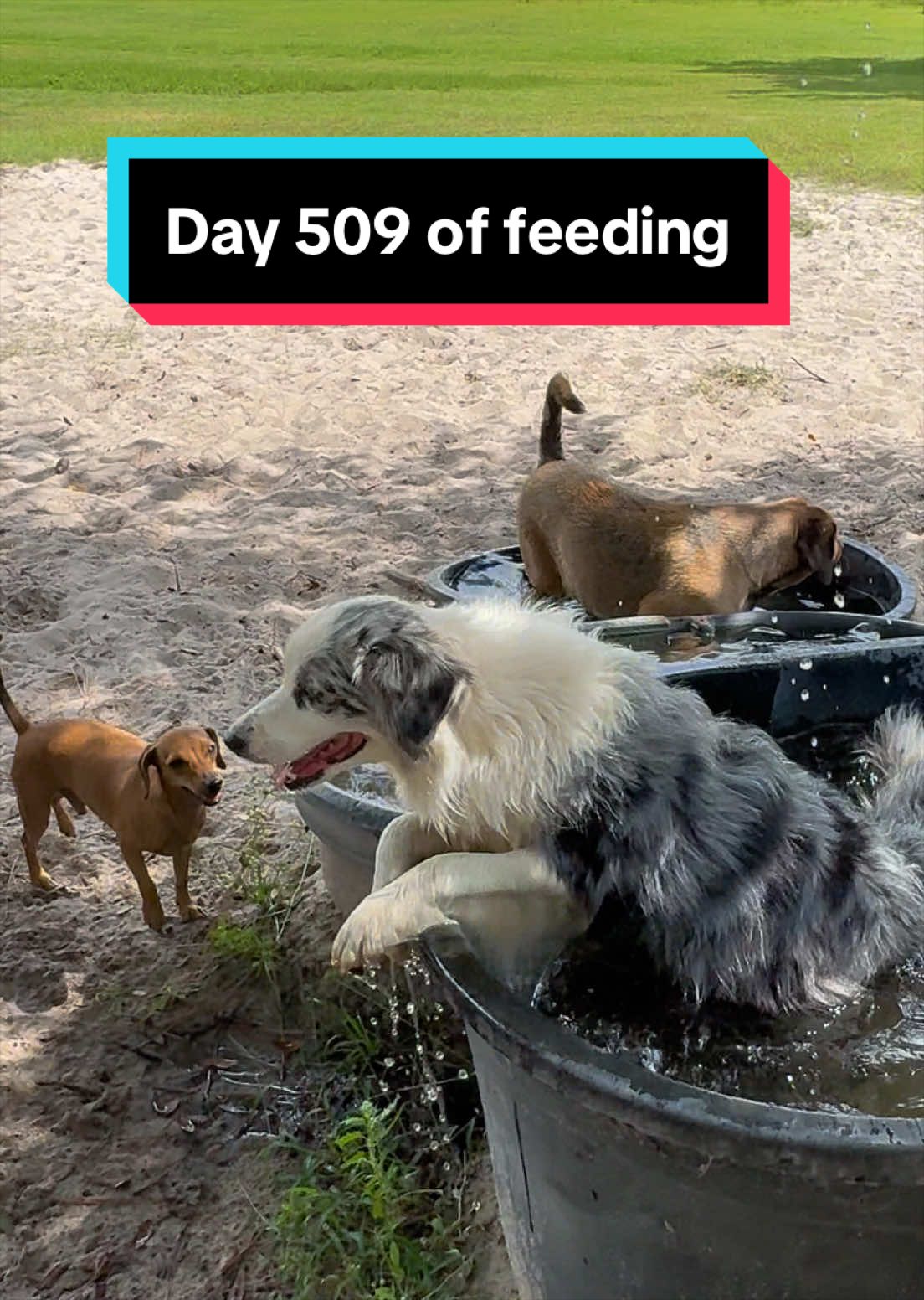 @jesswithallheranimals