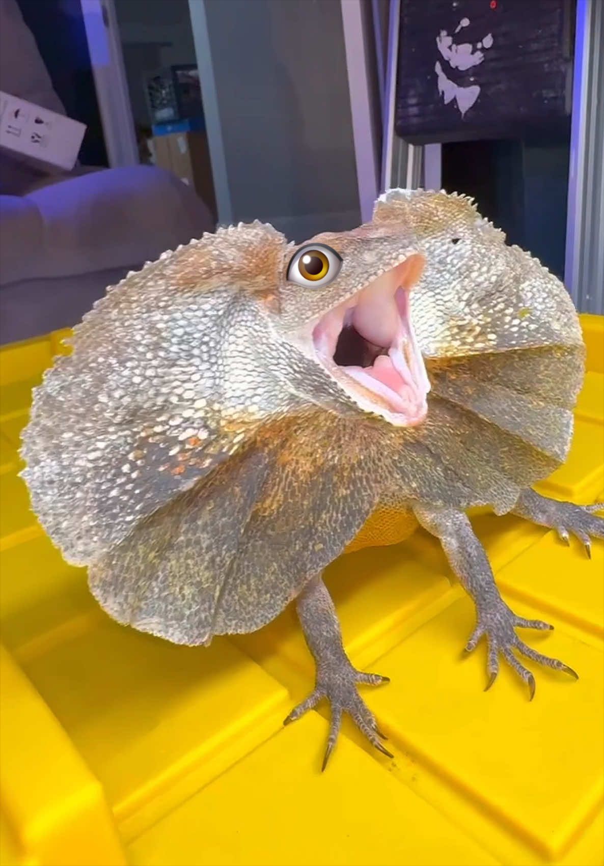 @Tommys_reptiles