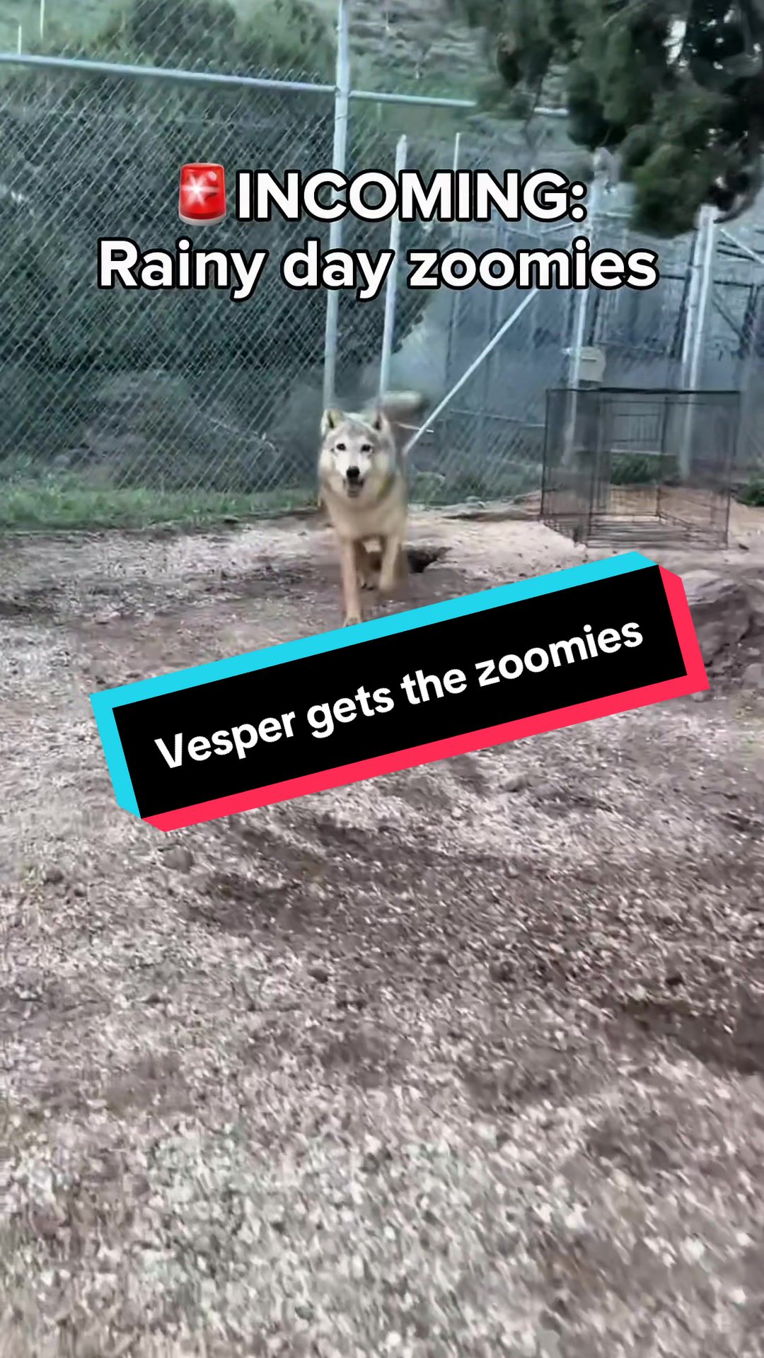 @ApexWolves