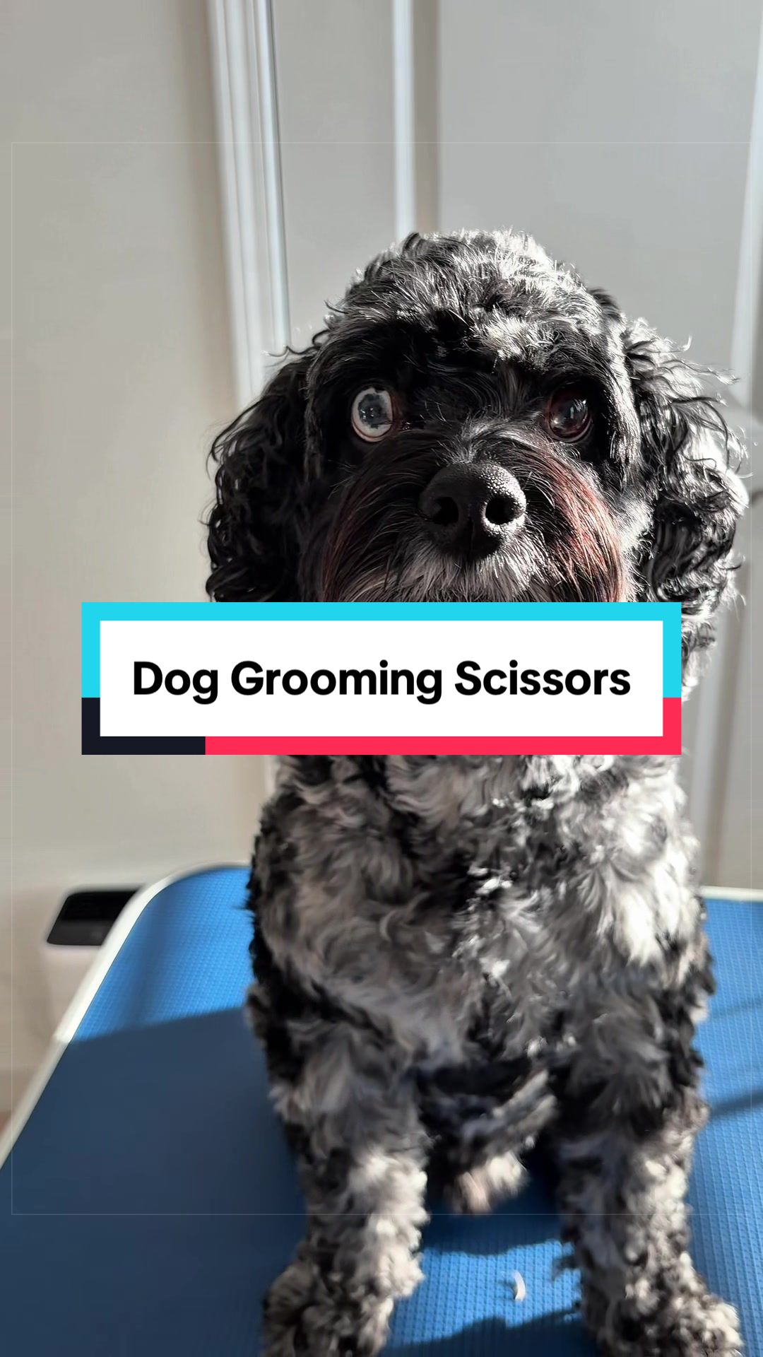 @Archie The Bernedoodle