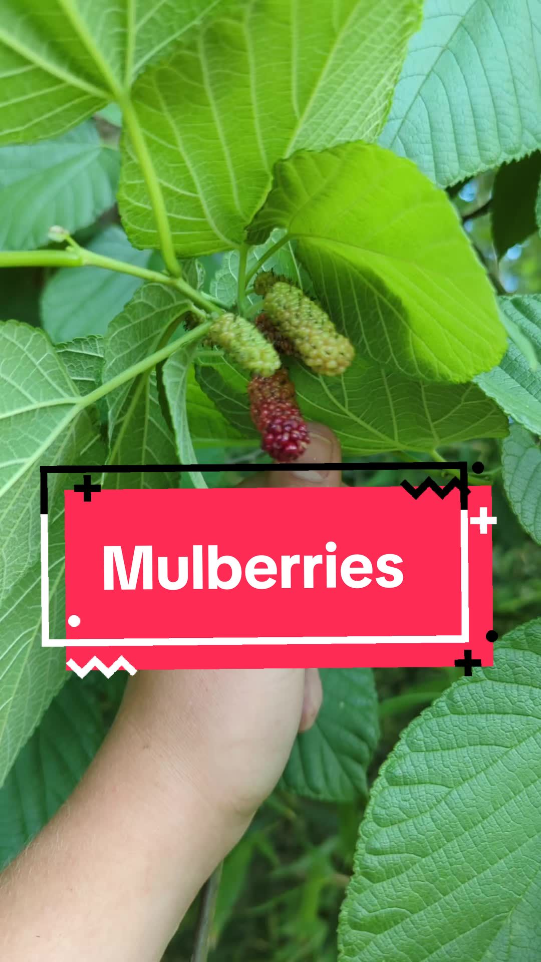 @Forage North America