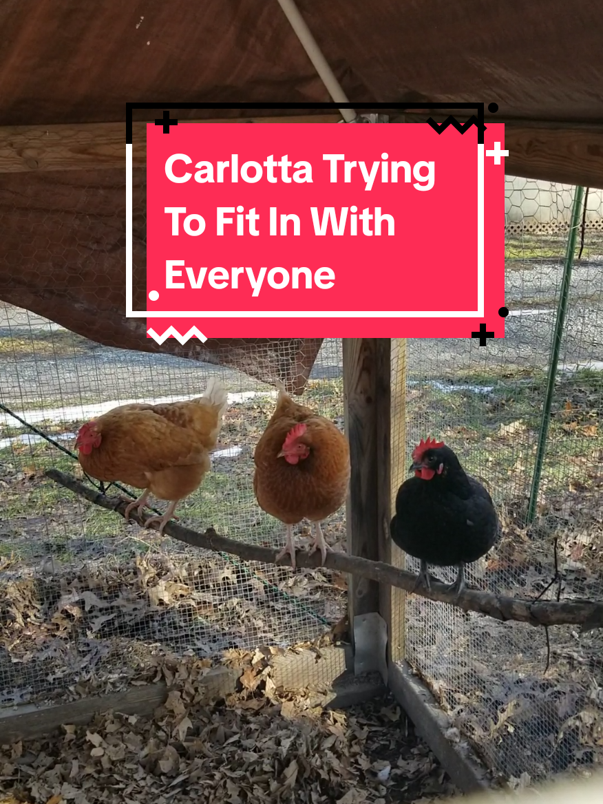 @CityChickenFarm
