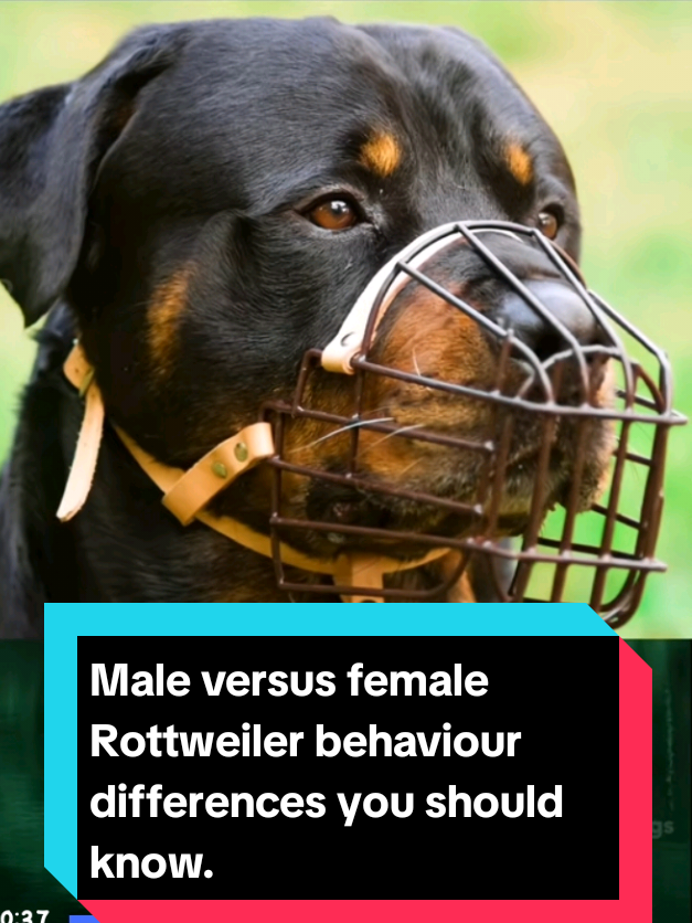 @The pet post