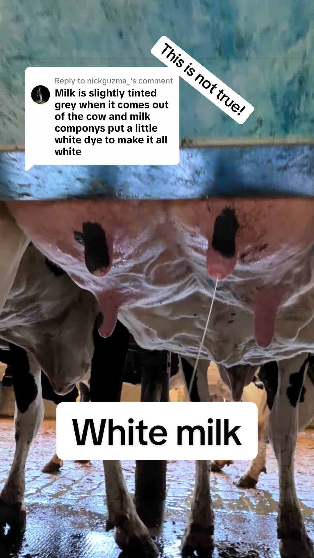 @Dairy Vet Dr. Michelle