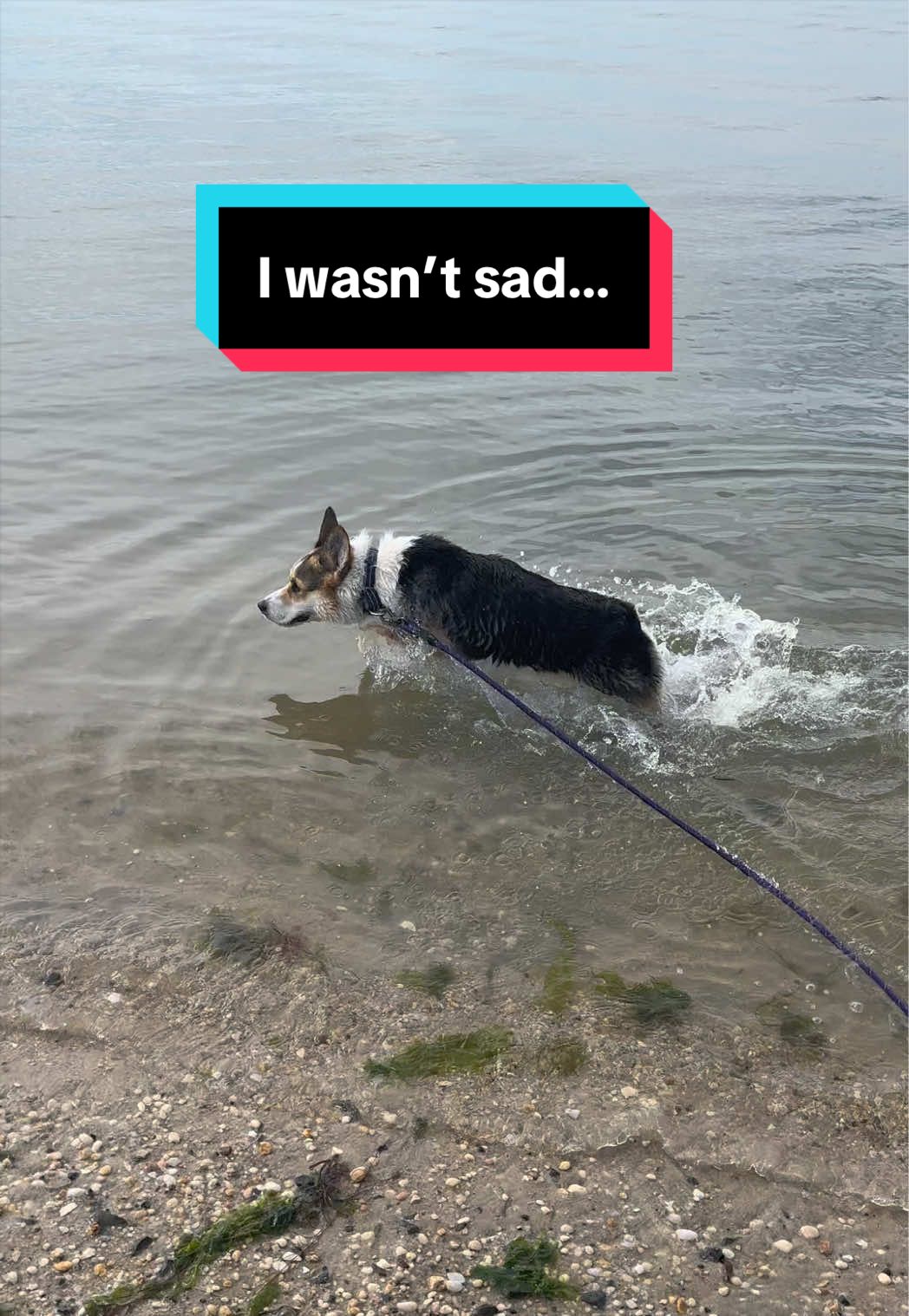 @Cannoli the Corgi