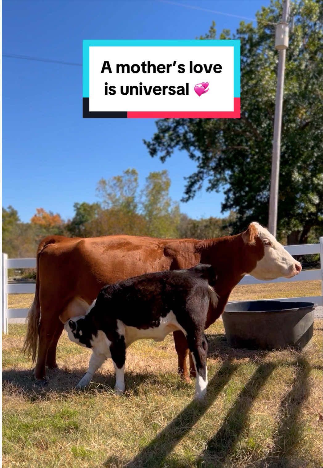 @The Gentle Barn | Sanctuary