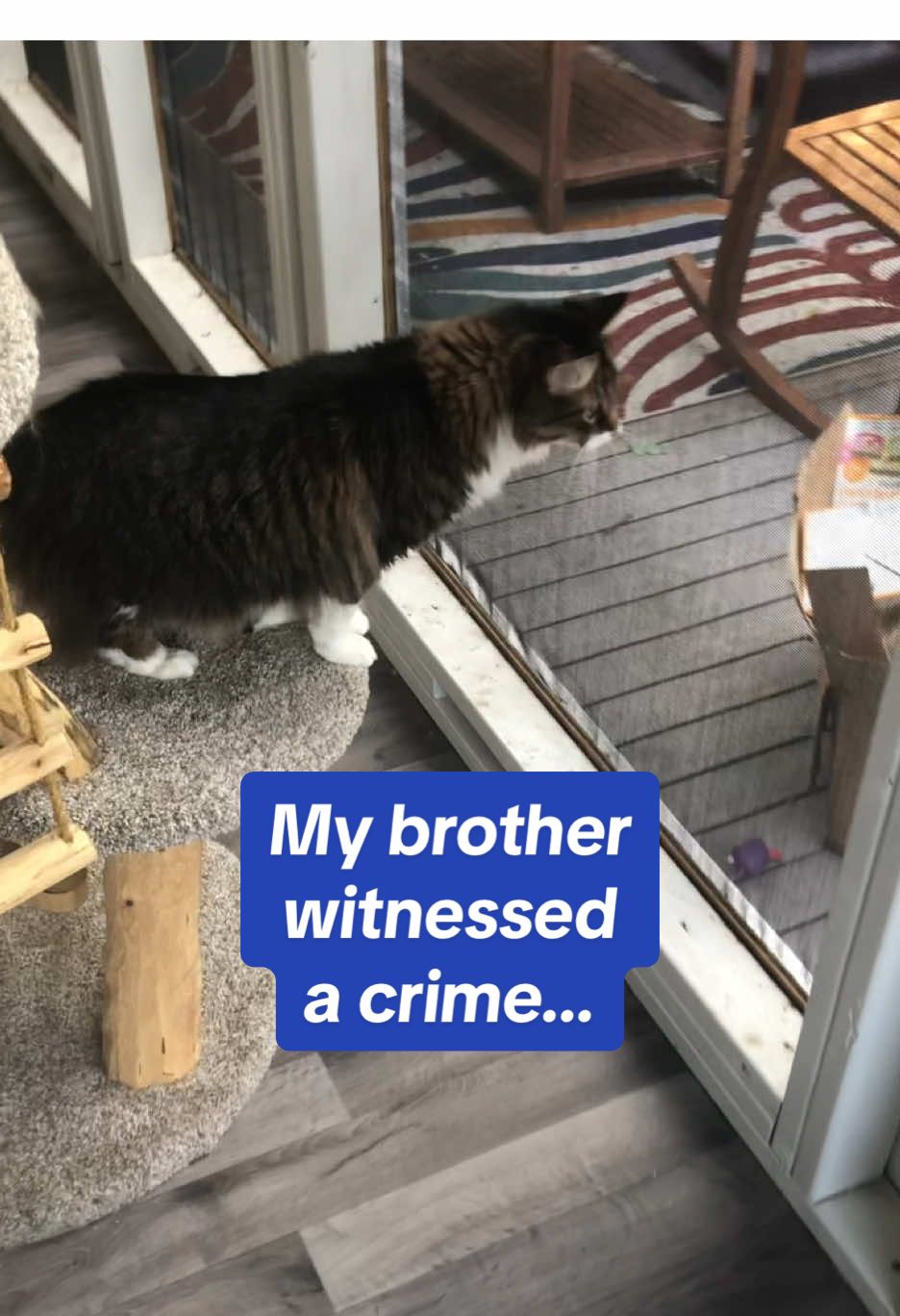 @Grapes the Maine Coon