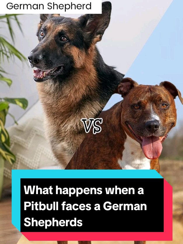 @The pet post