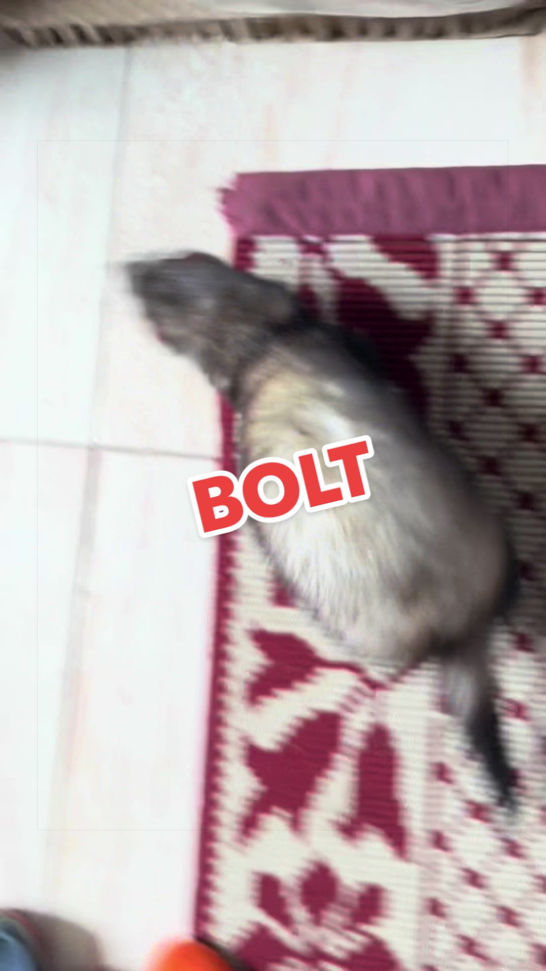 @Veritologic