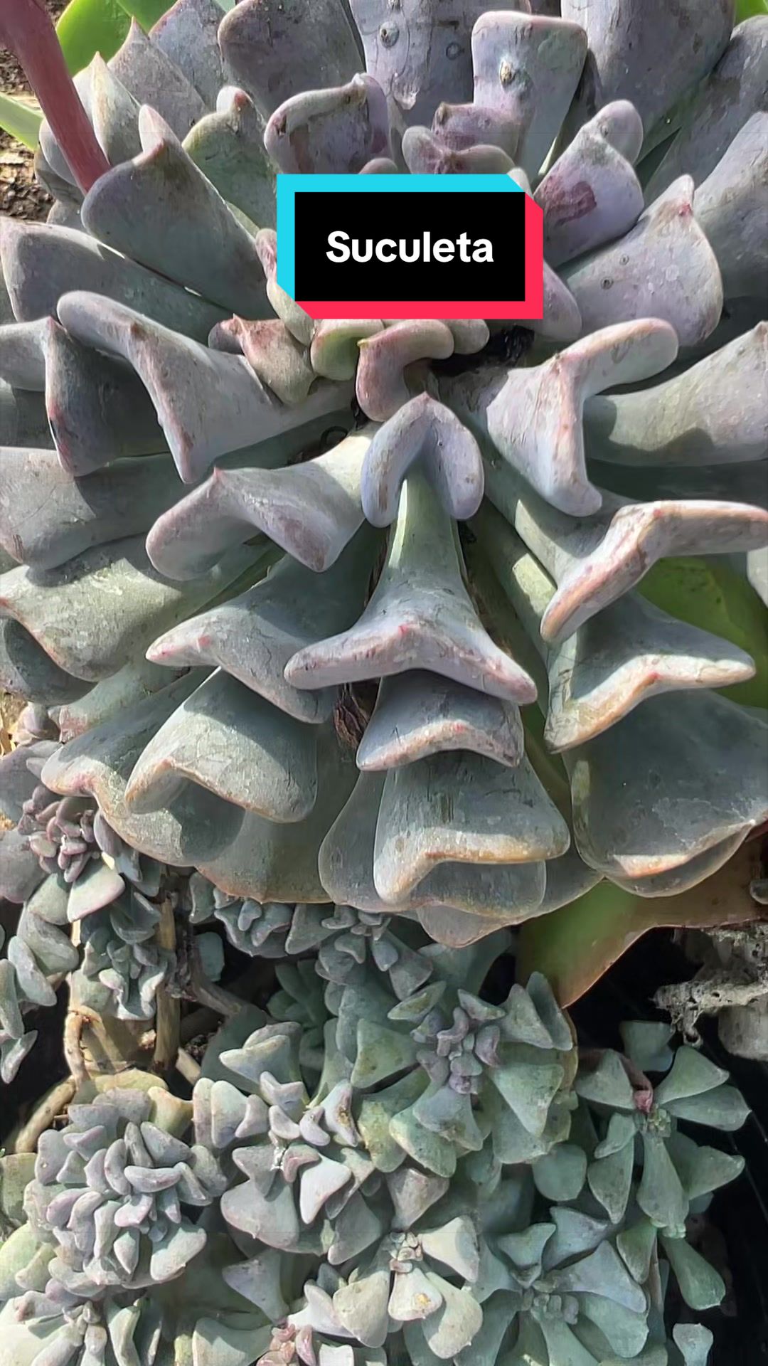 @Maria succulents 🕊️🐚