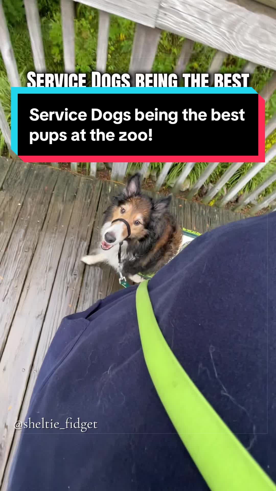@Dakota & Pups