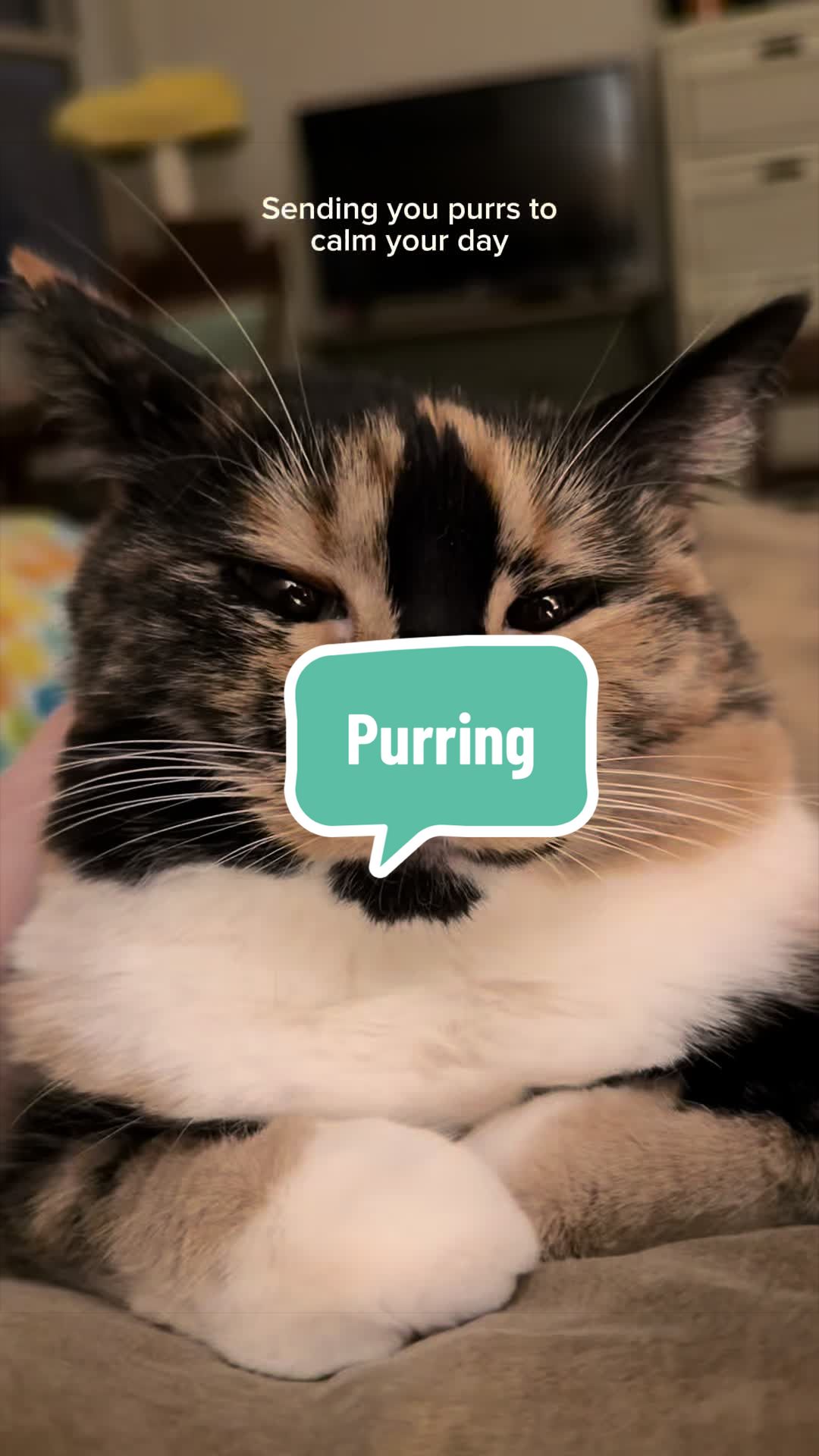 @SnickersTheSmilingCat