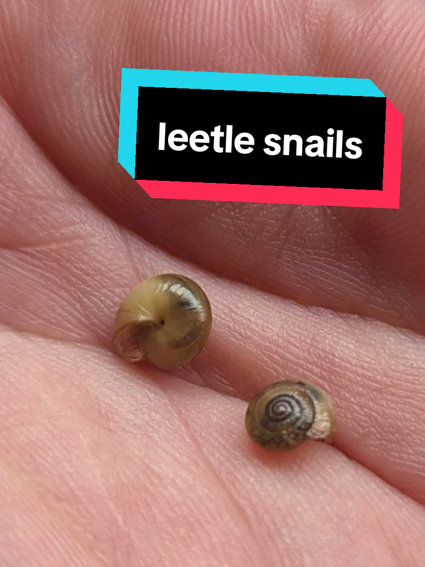 @EvilFrog33