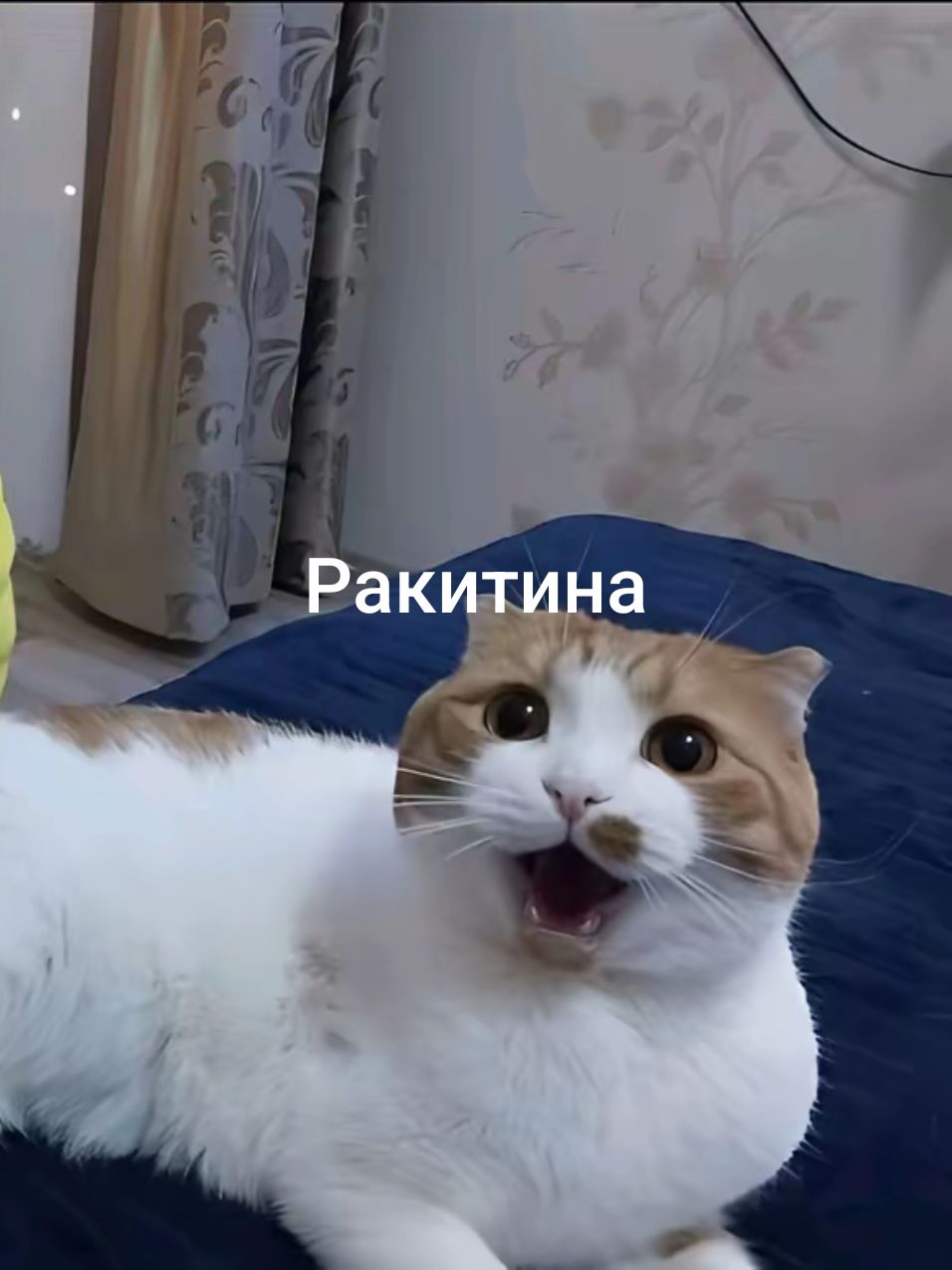 @бебра