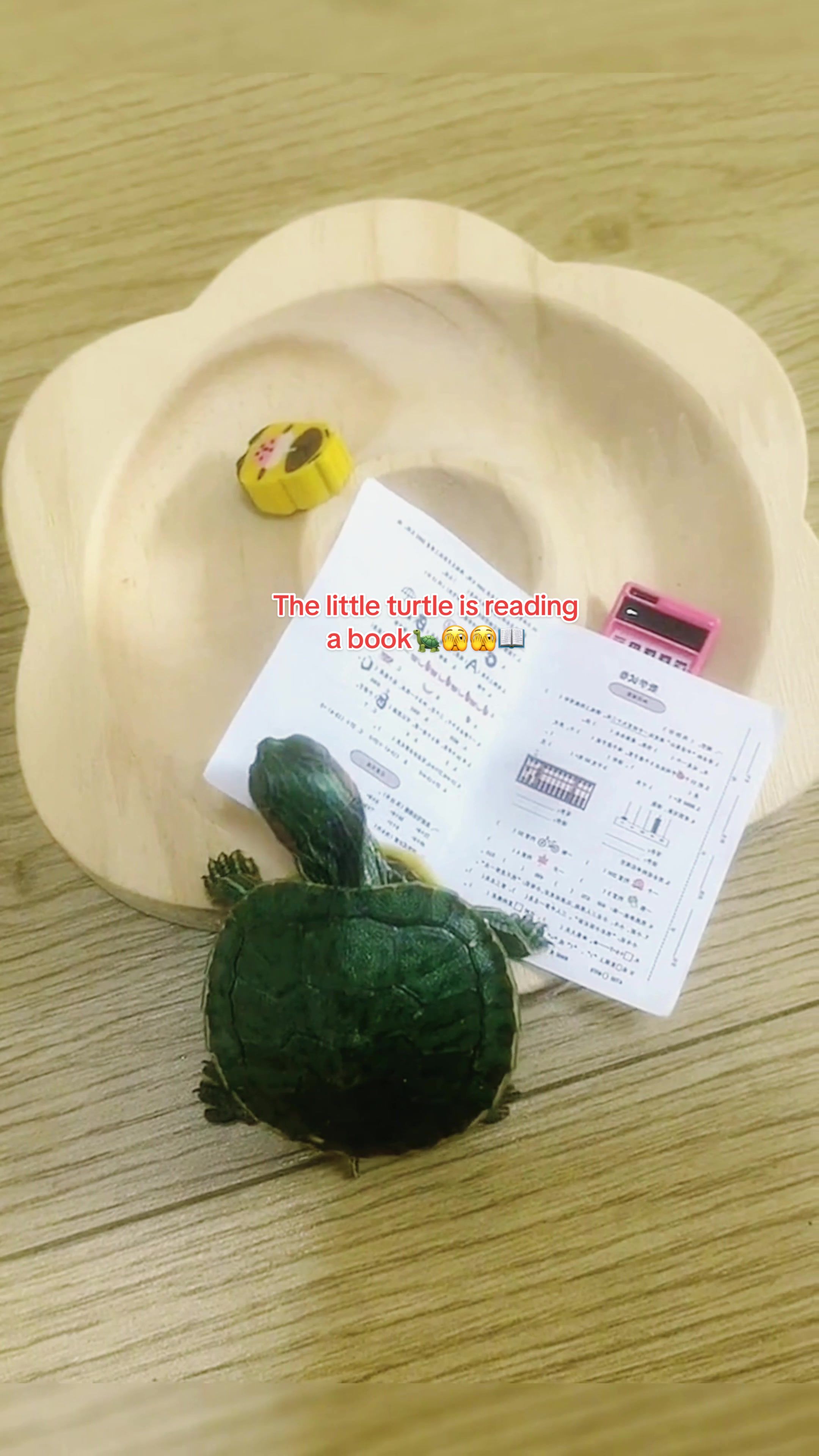 @Mr. Turtle