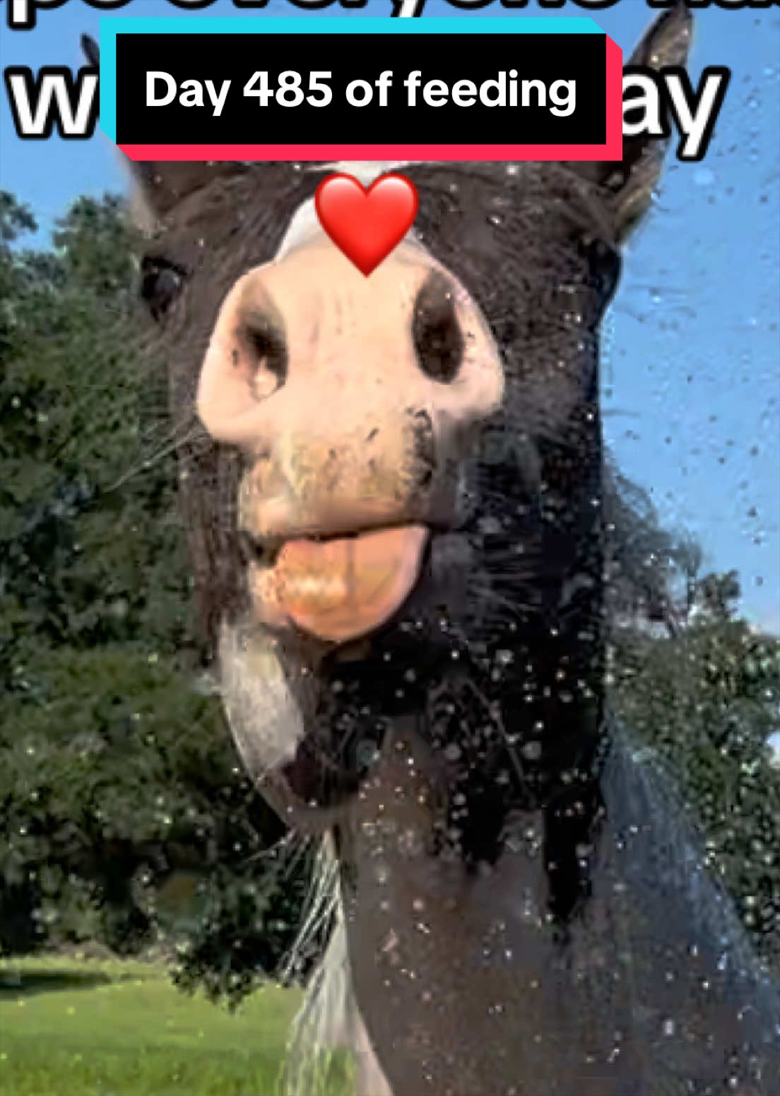 @jesswithallheranimals