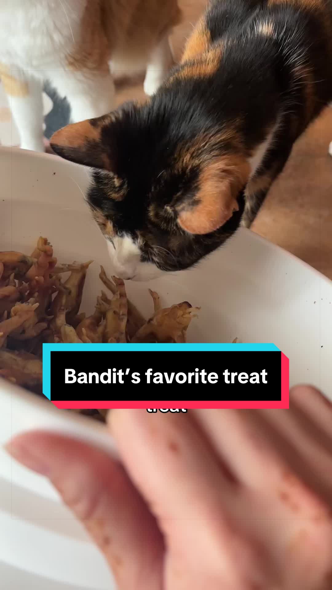 @meloncreamcat
